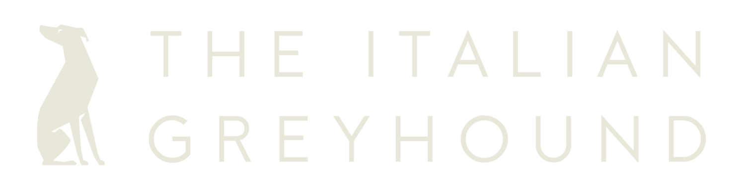 The Italian Greyhound